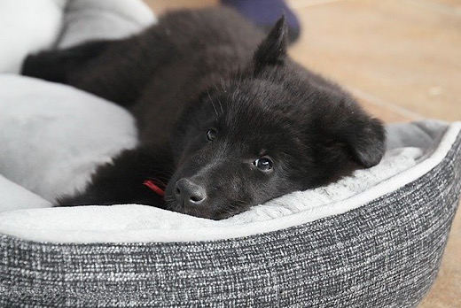 Beds & Blankets