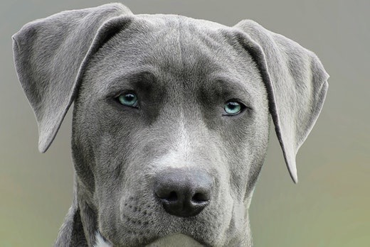 Dogs