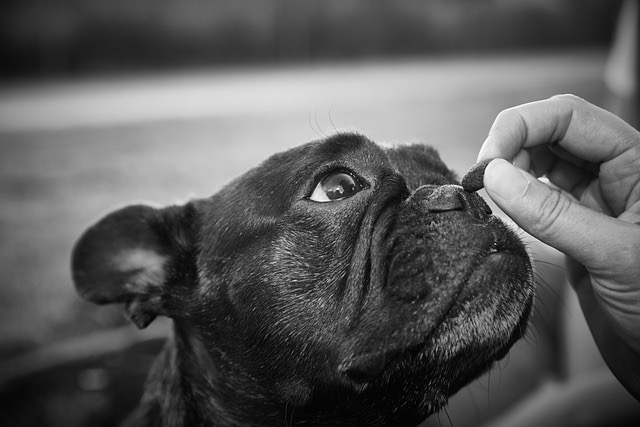 Treats